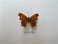 藏品(突尾鉤蛺蝶)的圖片